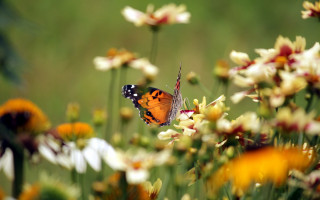 Butterfly flower field daisies macro - dennis ashbaugh free wallpaper for desktop