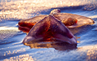 Jelly beach ocean bubbles light - jellyfish free wallpaper