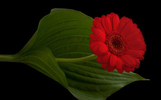 Red flower green leaf photorealism - a green leaf free wallpaper