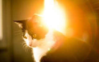 Cat sunlit lens flare rayonism - the camera lense free wallpaper