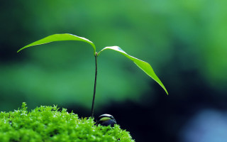 Small plant moss rock green - a blurry background of trees and grass free wallpaper