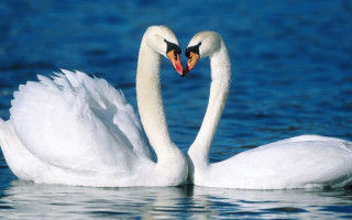 Swans heart shape water outdoors - a heart shape free wallpaper