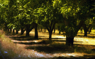 Dirt road trees grass tilt - a dirt path free wallpaper