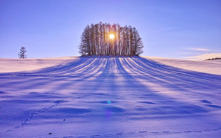 Snowy field trees sun distant - a row of trees free wallpaper