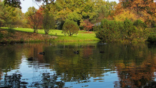 Autumn pond ducks trees grass - impressionist free wallpaper