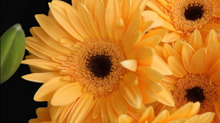 Yellow flower macro closeup black - a close up of a bunch free wallpaper