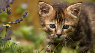 Small kitten field grass flowers - a small kitten free wallpaper