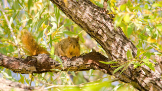 Squirrel branch eating nut nature - background of leaves free wallpaper