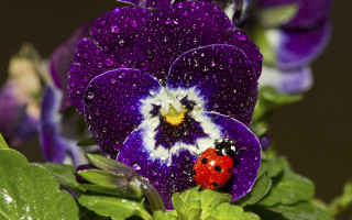 Ladybug purpleflower waterdroplets macroart aurora - a purple flower free wallpaper