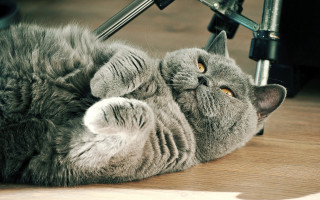 Cat glamor rococo photocopy felix - felix octavius carr darley free wallpaper