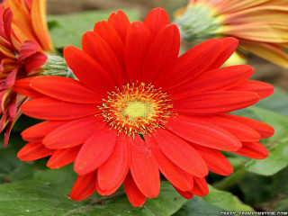 Red flower yellow center green 10 - red petal free wallpaper