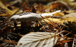 Mushroom leaves grass woods bokeh - a mushroom free wallpaper