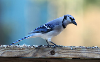 Blue jay perched on fence - a wooden fence post free wallpaper