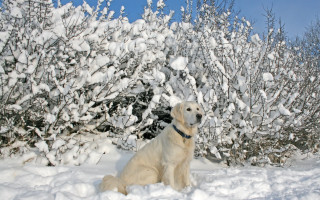 Dog snow bush blue sky - a blue sky in the background free wallpaper for desktop