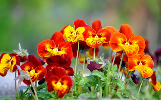 Flowers blooming in grass impressionism - the grass together free wallpaper