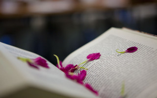 Book flower open love romance - a book free wallpaper