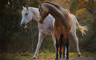Horses forest nature animal photography - its head on free wallpaper