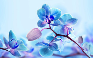 Blue flower purple petals branch - a blue flower free wallpaper for desktop