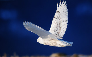 White owl flying blue sky - a white owl free wallpaper
