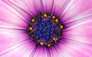 Pink flower yellow blue center - yellow free wallpaper