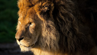 Lion closeup eye wildlife naturalism - single free wallpaper