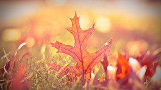 Leaf grass autumn fire wings - a single leaf free wallpaper