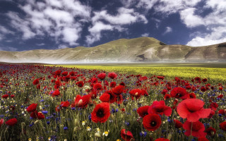 Red flowers mountain clouds sky - red flower free wallpaper