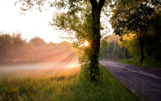 Foggy field sunshine tree road - radiant free wallpaper