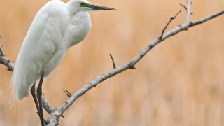 White bird perched branch field - upper body free wallpaper