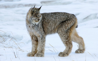 Lynx snowy portrait nature mountain - full body portrait free wallpaper