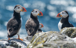 Three birds rock water orange - orange beak free wallpaper