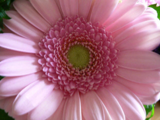 Pink flower green center leaves - a green center free wallpaper
