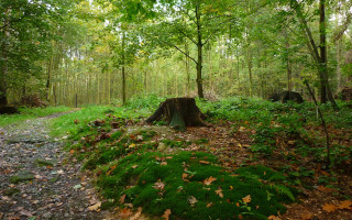 Tree stump forest trail nature - caspar wolf free wallpaper