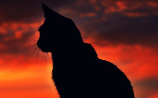 Cat silhouette red sky gothic - gothic free wallpaper