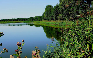 Lake forest meadow children nature - a few flower free wallpaper