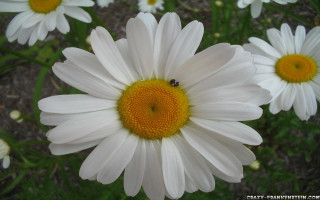 Bee white flower yellow center - a bee free wallpaper