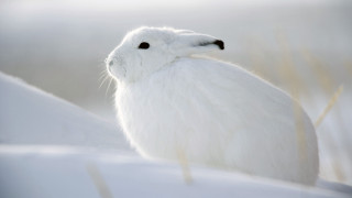 White bird snow grass outdoors - a black nose free wallpaper