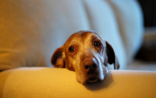 Dog sitting couch sad eye - f 1. free wallpaper