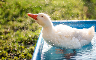 Duck bird water red beak - a red beak free wallpaper