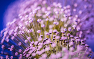 Purple flower white stem blue 2 - a purple flower free wallpaper