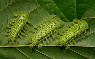 Caterpillars leaf forest blue dots - carlos catasse free wallpaper for desktop