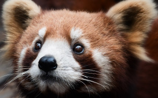 Red panda closeup blurry background - other animal free wallpaper