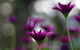 Purple flower bokeh macro shallow 2 - a purple flower free wallpaper