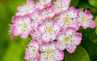 Pink flowers white centers green - pink flower free wallpaper