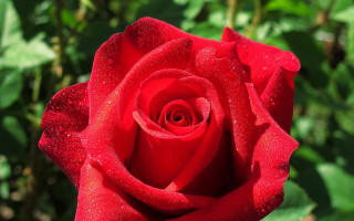 Red rose water droplets bokeh 3 - a red rose free wallpaper
