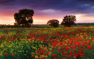 Flowers sunset clouds trees autumn - impressionist free wallpaper
