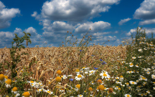 Flower field cloudy sky sunset - under free wallpaper for desktop