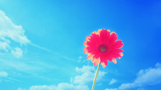 Red flower green stalk cloudy - under free wallpaper