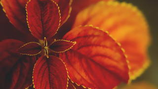 Red yellow flower leaves stem - a green stem free wallpaper
