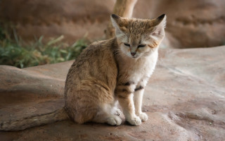Cat sitting rock sad eyes - tiny free wallpaper